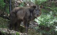 絶滅危惧種・ニホンカモシカに会えちゃう!? 「神戸市立森林植物園」が子連れで楽しめる理由を徹底解説!【施設担当者コメントあり!】