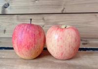 【2玉ペロリだよ！？】“りんご農家の嫁”大絶賛「親友が教えてくれた」最高の食べ方にどハマり〜！