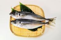 【マアジの保存方法】魚市場のプロ直伝”冷凍・冷蔵のやり方”！「その日のうちに食べ切れない場合は…」