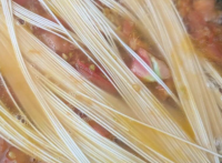 【お願い、そうめんは水で茹でないで】めんつゆに飽きたらコレ！「もっと早く知りたかった」超美味しい
