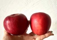 【りんご農家の嫁】が“人気ベーグル屋さん”から教わった「何だこの美味しさは」ウマいりんごの食べ方