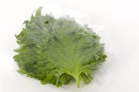 【大葉はすぐ野菜室に入れないで！？】実は"3週間"も長持ち！「早く知りたかった…」「すぐ使える！！」インスタで"2万いいね"ワザが神すぎる