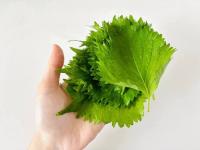 大葉15枚があっという間に消えた!!【タサン志麻さん】の衝撃的に美味い食べ方「クセになる味わい」「何にでも合うわ！」