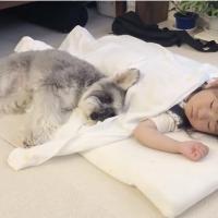 36万回再生!女の子を大好きすぎてどんな時も離れないわんこの姿に「癒される」「すごい」の声多数!