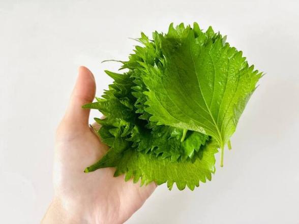 連載記事