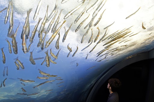 山の水族館