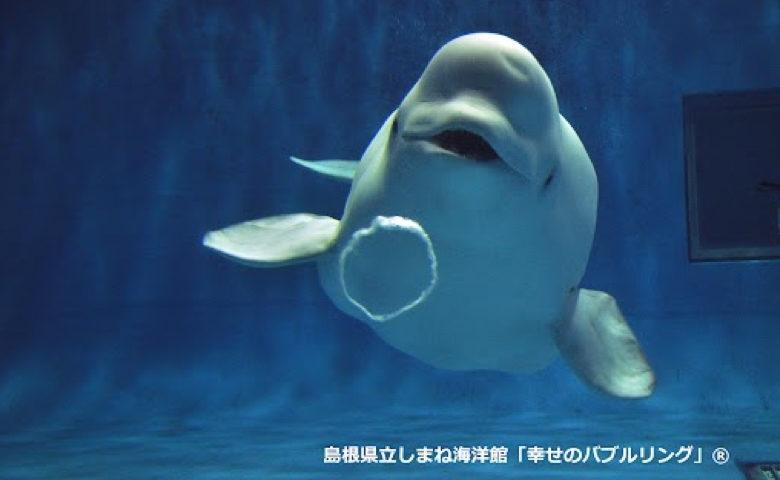 西日本で唯一シロイルカに会える！「しまね海洋館アクアス」に聞いた、親子で楽しむ見どころ＆子連れガイド