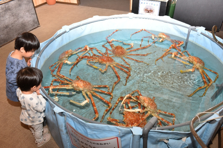 オオグソクムシやカブトガニ…ニッチな生き物がズラリと並ぶ「すさみ町立エビとカニの水族館」他にはない驚きの体験とは？【和歌山県】