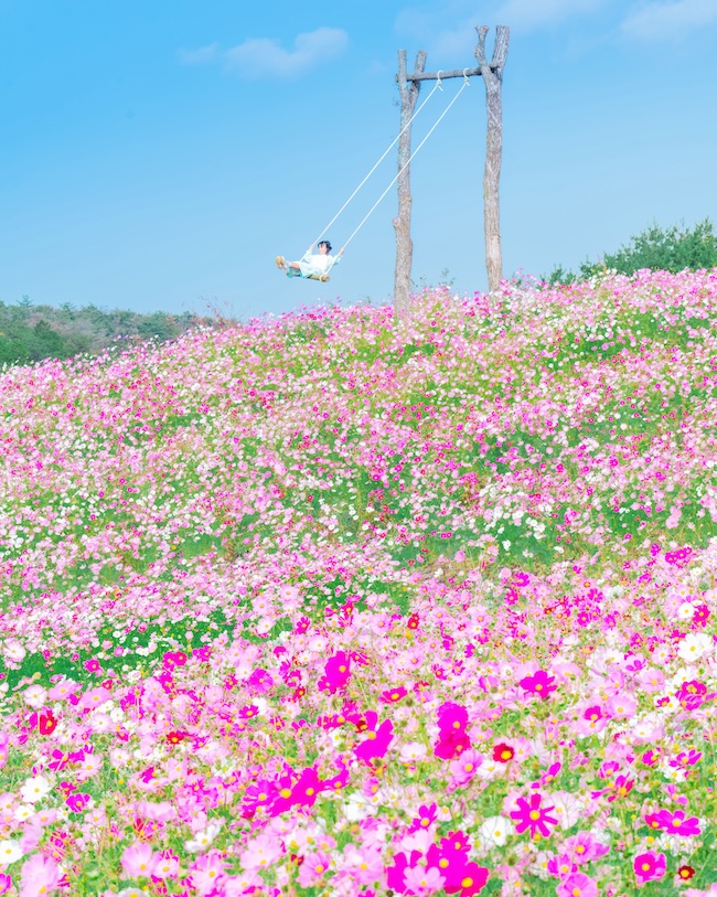花の駅せら
