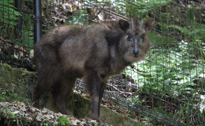 絶滅危惧種・ニホンカモシカに会えちゃう！？ 「神戸市立森林植物園」が子連れで楽しめる理由を徹底解説！【施設担当者コメントあり！】