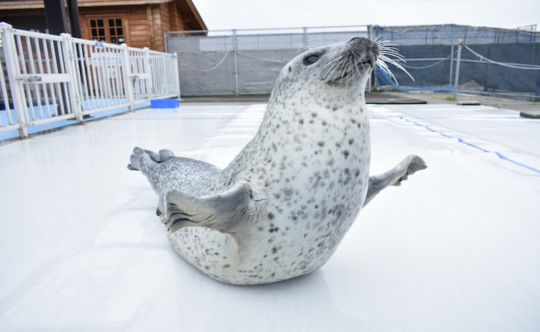 「こんな近いの！？」子どもも大興奮♡ アザラシにエサやりできる「オホーツクとっかりセンター」楽しみ方をインタビュー【北海道】