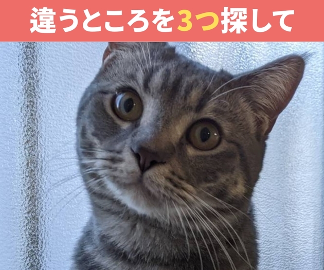 【激ムズッ！】サイゼリヤ級かも…【猫の間違い探し】5秒で見つけられたらスゴイ！