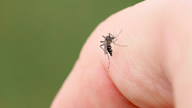 【"虫刺され"予防ガチるならコレ！】強力すぎる虫除け「8時間効果持続！？」「熱帯雨林でも大活躍だった！」