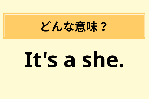 「It's a she.」→これ知ってたら"TOEICスコア600〜700点台"【英語クイズ】