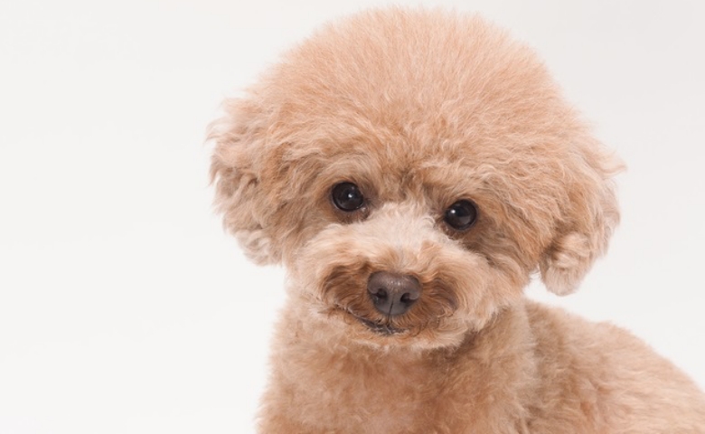 「最期までお世話できる？」子育て一段落、50歳目前で犬を迎えた私が感じた覚悟と現実