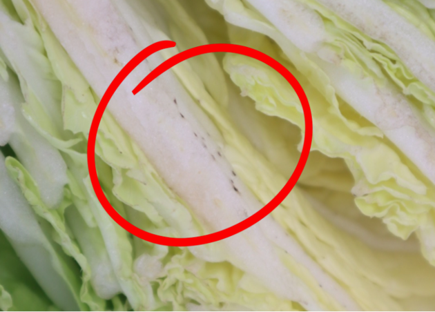 【白菜の"黒い点々"、食べちゃダメ！？】農林水産省の答えに「早く知りたかった…(泣)」家族大絶賛の「期待以上」の食べ方も