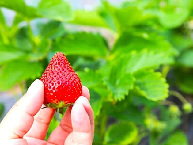 【いちご狩りでやらないで】その行動、実はNG…"スーパー青果部"の痛切な願い「覚えておきます…」