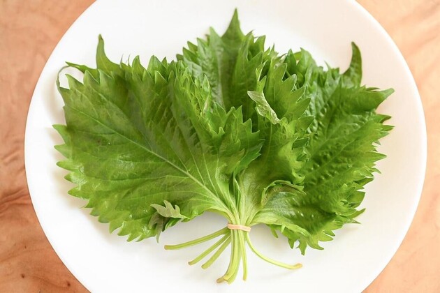 【大葉はすぐ野菜室に入れないで！？】実は"1カ月"も長持ちする！「早く教えてよ」「即シナシナ回避」料理家がやってる裏ワザ