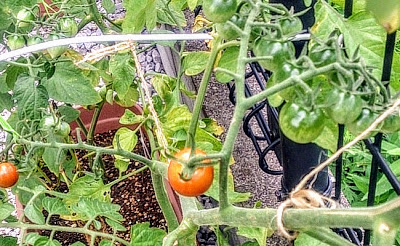 野菜嫌いはこれで克服 現役ママの家庭菜園のすすめ ベビーカレンダーのベビーニュース