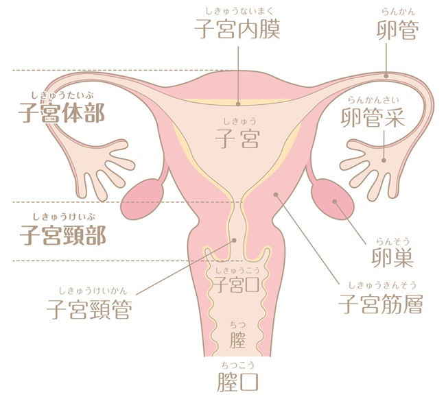 おりものの色が変 黄色 茶色 ピンク色になる原因は 医師監修 ベビーカレンダー