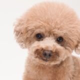子育てが一段落したアラフィフで飼い始めたペット。ペットを飼うために知っておきたい3つのこととは